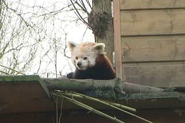 Fin d'hibernation pour les pandas roux du zoo de Lille.