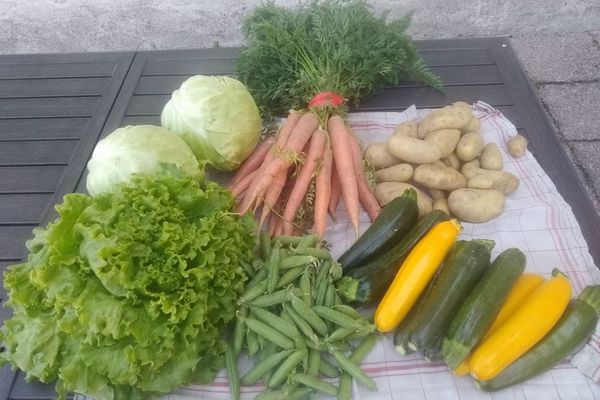 La production maraîchère de la Ferme Georgel à Hadol, dans les Vosges