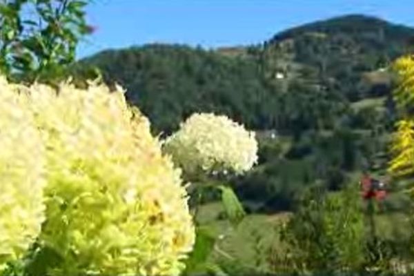 Des fleurs magnifiques, des espèces rares fleurissent au jardin des Panrées.