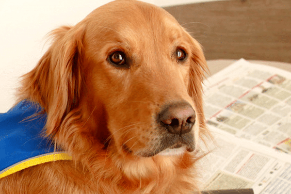 Un chien d'assistance, dans un Ehpad (photo d'illustration).