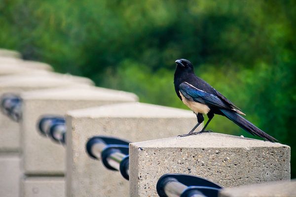 Magpie at the Promenade