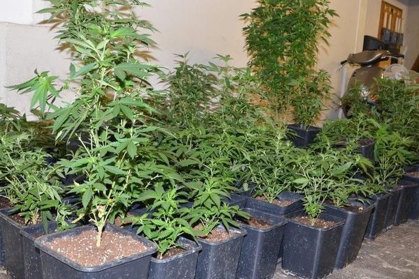 Les enquêteurs de la sûreté urbaine du Puy-en-Velay, en Haute-Loire, ont mis la main sur une centaine de plants de cannabis, dans une maison située à Polignac, a-on-appris mercredi 14 mars. 