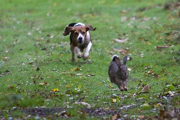 C'est ce type de chien, de la race des Beagle, qui a surgit près d'un lotissement de Laillé.