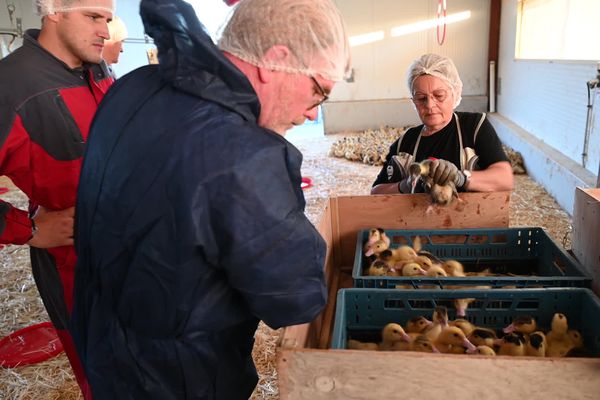 Le ministre de l'Agriculture Marc Fesneau assiste lundi 2 octobre aux premières vaccinations des canards contre la grippe aviaire à Horsarrieu dans les Landes