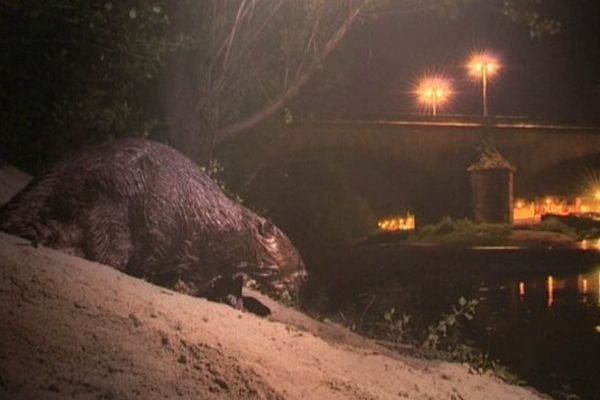 Castor photographié près du Pont Georges V à Orléans