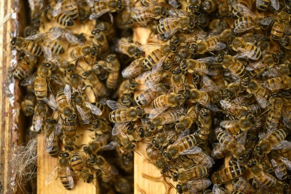 Des chercheurs du Puy-de-Dôme ont mis au point une méthode qui permet de réduire drastiquement la mortalité hivernale chez les abeilles.