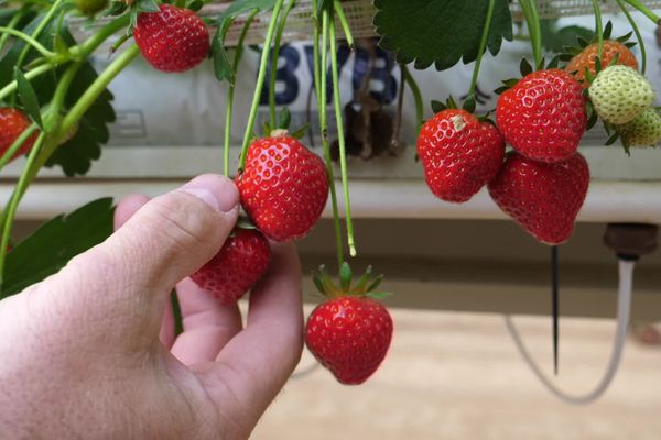 Cueillette des fraises sur l'exploitation de Stéphane Allisse, à Coupelle-Vieille (Pas-de-Calais), le 17 mai 2024.