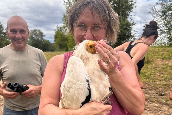 Le vautour a été capturé dans le Loiret par Céline Reding, ancienne dresseuse d'animaux.