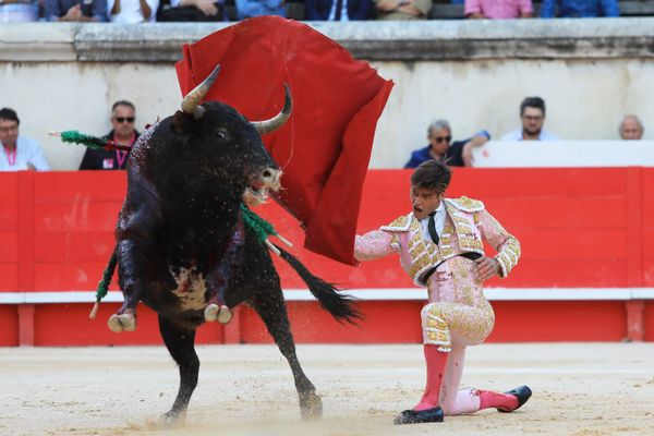 Sept toreros professionnels d'Occitanie sur 13 du sud de la France iront à Paris le jour du vote à l'Assemblée Nationale d'une proposition de loi déposée par le député LFI Aymeric Caron visant à interdire la corrida. Parmi eux, El Rafi, que l'on voit ici en photo lors d'une corrida à Nîmes.