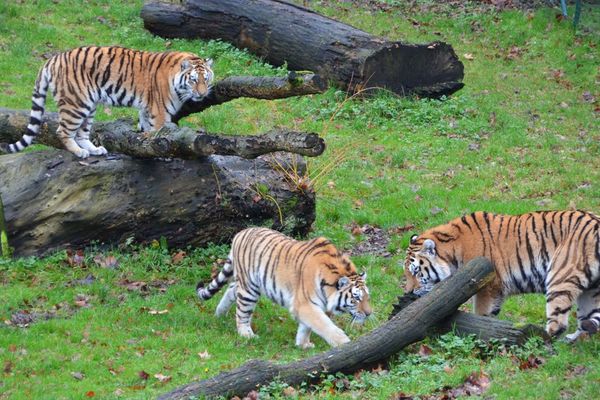 Quatre tigres de Sibérie vont faire leur entrée au zoo de Bellewaerde en Belgique. 