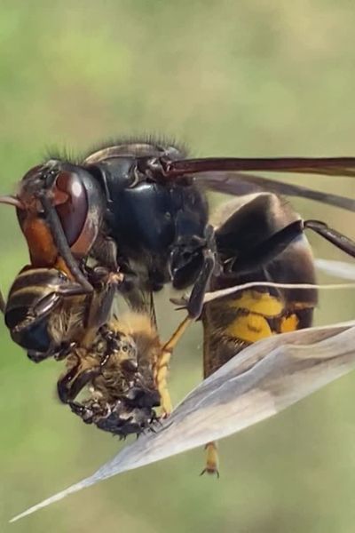 Le frelon asiatique à pattes jaunes se nourrit de divers insectes, mais a une appétence particulière pour les abeilles domestiques utilisées par l'homme pour produire du miel.