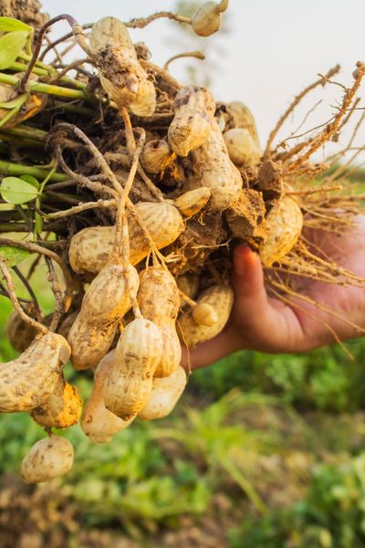 La récolte des cacahuètes se fait généralement en deux étapes : d'abord, les plantes sont arrachées du sol avec leurs gousses encore attachées aux racines, puis elles sont laissées à sécher à l'air libre (Image d'illustration).