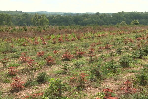 Dans les sapinières, les jeunes sapins de 2 à 3 ans ont été littéralement grillés par la chaleur et le manque d'eau.