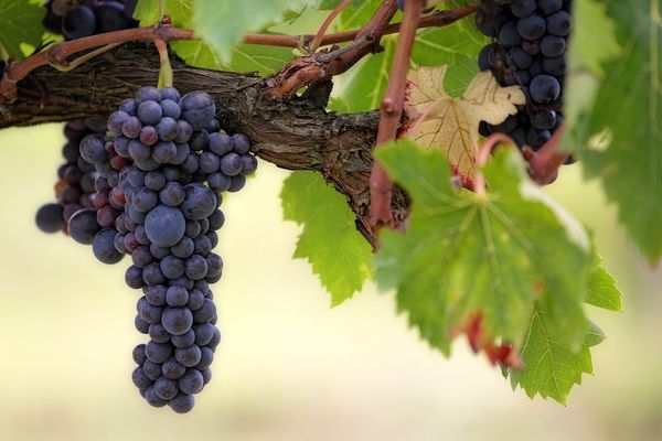 Les grappes sont nombreuses sur les vignes. Photo d'illustration 