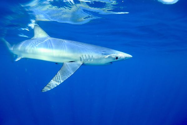 Des requins à peau bleue ont été observés autour de la carcasse d'un cachalot au large d'Antibes.