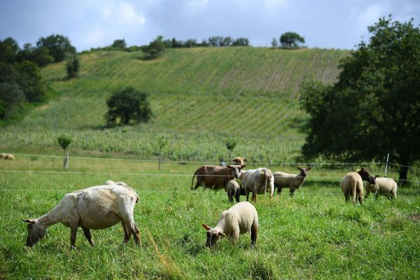 Les troupeaux de brebis sont plus vulnérables l'été.