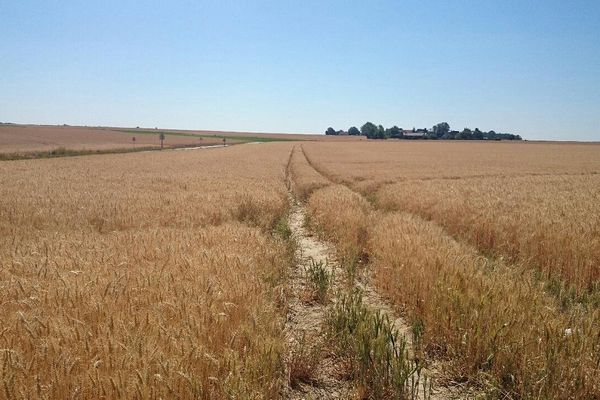 Les champs pâtissent de la sécheresse en Picardie.