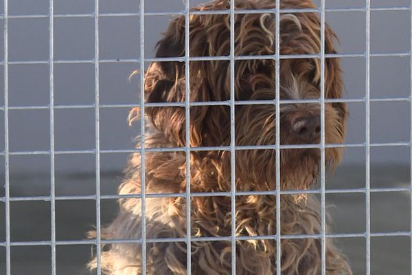 Adopter un animal pour Noël peut être une bonne idée à certaines conditions.