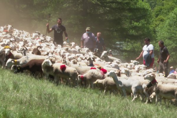 Les moutons et les brebis vont passer l'été dans les estives 