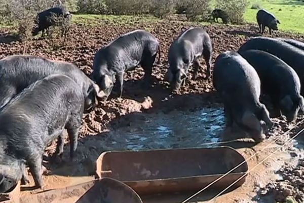 A Vaour dans le Tarn, cet élevage de porcs noirs de Gascogne en plein-air est menacé par l'obligation de le clôturer.