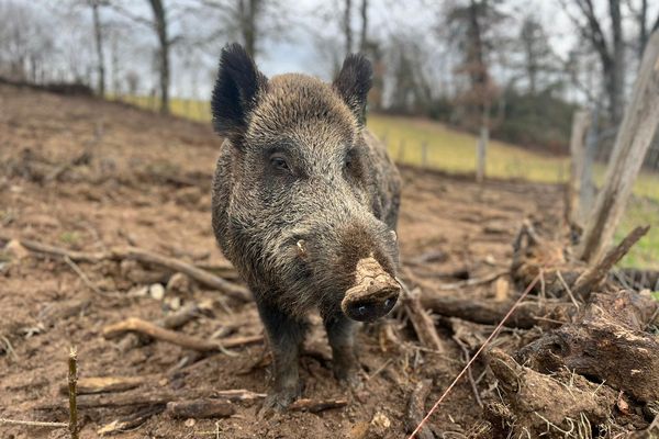 Maurice le sanglier va pouvoir rester dans sa famille d'accueil en Corrèze