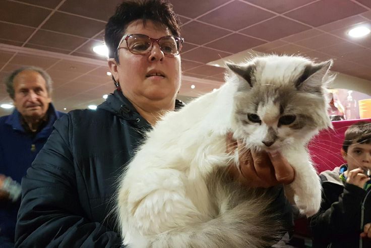 Photos A Aix Les Bains En Savoie Un Concours International Pour Elire Le Plus Beau Chat