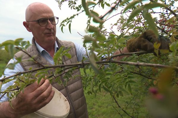 Jacques Roulleau, cultivateur de poivre de Sichuan en Bretagne