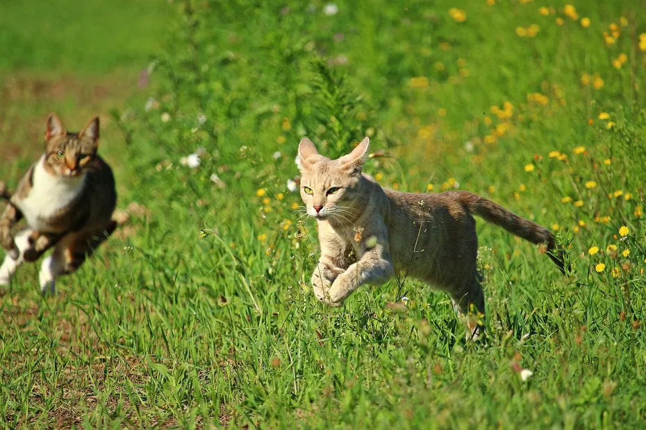 Cher Pres De 30 000 Signatures Pour Eviter L Euthanasie A Des Chats Errants