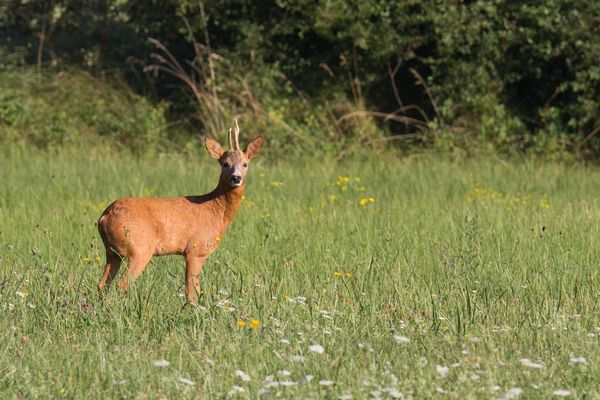 La sortie nature sur les traces du chevreuil dure en moyenne 2h30. L'animal est assez farouche, mais avec quelques précautions, il est tout à fait possible de l'observer