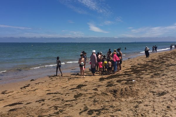 Les enfants observent les méduses ramenées dans des seaux