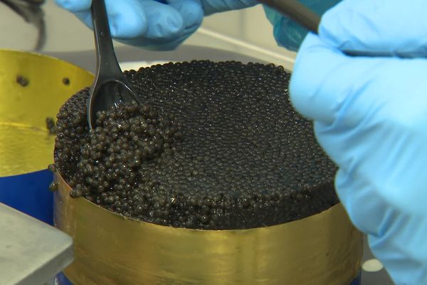 Le caviar produit aux Eyzies en Dordogne est vendu entre 75 euros (30 gr) et 2400 euros (1kg)