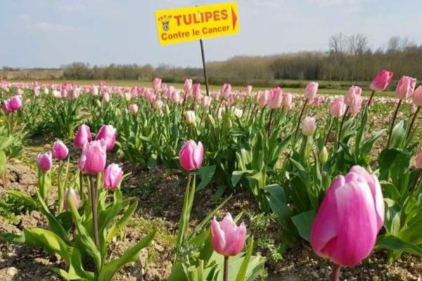 Le champs de tulipes dont la production devait être vendue en faveur de la recherche contre le cancer, près de Rouillac en Charente. 