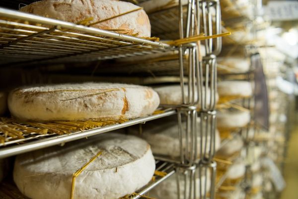 Des journées de découverte sont organisées dans le Puy-de-Dôme pour découvrir les métiers de la filière Saint-Nectaire, qui recherche de la main-d'oeuvre.