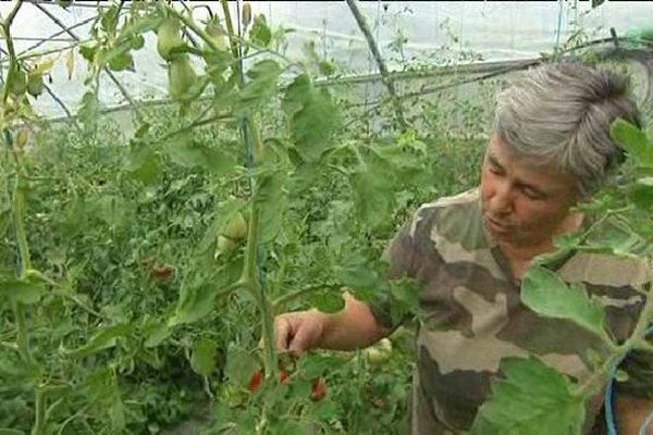 La sécheresse contraint les agriculteurs à se séparer de leurs récoltes