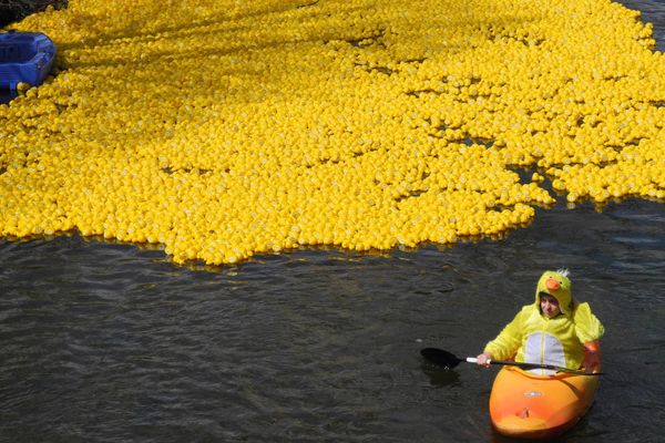 Des Duck Race se font un peu partout, ici à Quimper (29) en 2016.