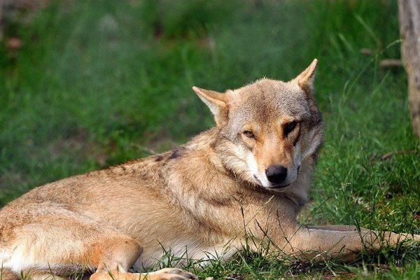 Un loup à Saint-Léger-de-Peyre - photo Philippe Hugen - Afp