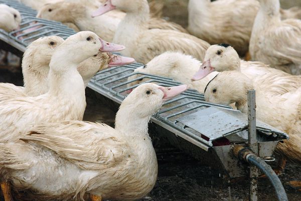 Les canards ont été abattus et l'élevage désinfecté.