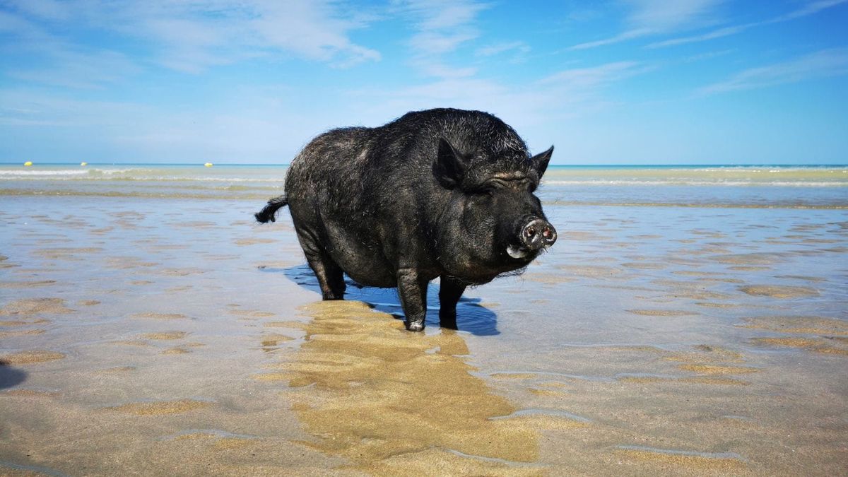 INSOLITE. Un cochon nain domestique du Cambrésis, en vacances en Picardie,  suivi par plus de 4000 personnes sur un réseau social