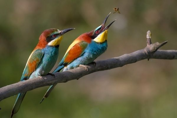 Un couple de guêpier mâle en train d'offrir une abeille à sa femelle