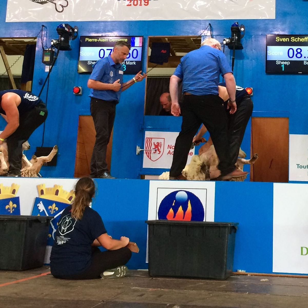 Re)voir le championnat du monde de tonte de moutons