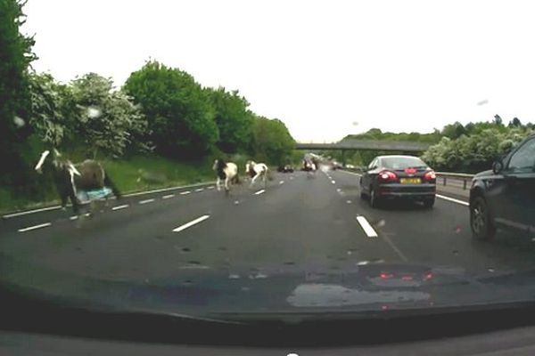 Les chevaux galopant sur l'autoroute ici capturés par une vidéo "dashcam" à bord d'un véhicule