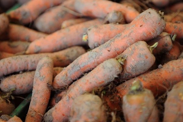 Les chips sont fabriquées à partir de légumes bio.