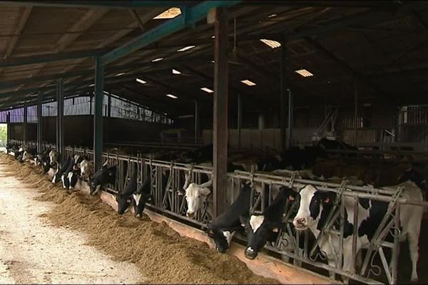 Le fumier des vaches de cette exploitation devrait produire du gaz au milieu des années 2020. 