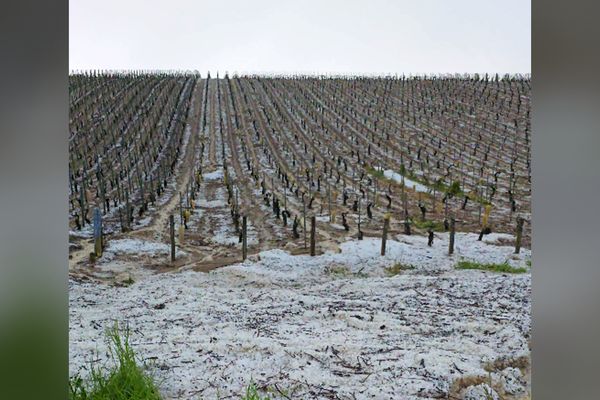 Orage supercellulaire dans le Chablisien (Yonne) : à la Chapelle-Vaupelteigne, un véritable tapis de grêle est tombé sur les vignes ce 1er mai 2024