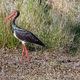 Une cigogne noire photographiée en Indre-et-Loire par Eric Sansault, de l'association naturaliste d'étude et de protection des écosystèmes ANEPE CAUDALIS