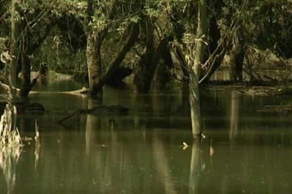 La forêt alluviale près de Neuburgweier, Allemagne