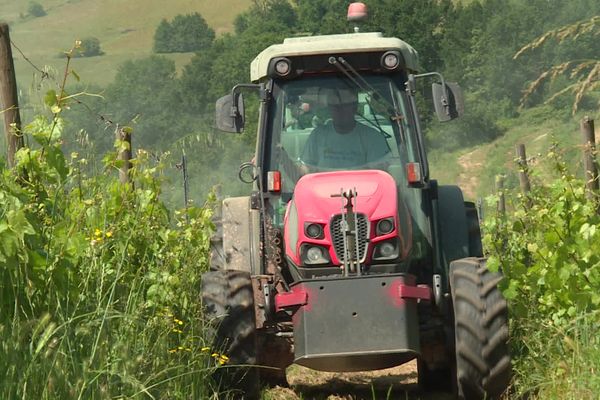 Pour parer au plus urgent, les viticulteurs épandent des fongicides bio pour lutter contre le mildiou.