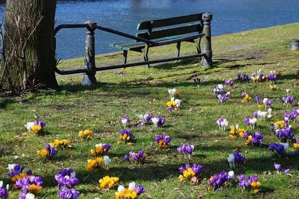 Crocus et et jonquilles à Lille.