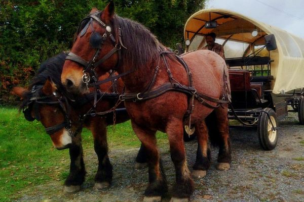 La Calèche Gourmande, tirée par deux superbes chevaux ardennais, s'apprête à accueillir ses premiers convives ce week-end.