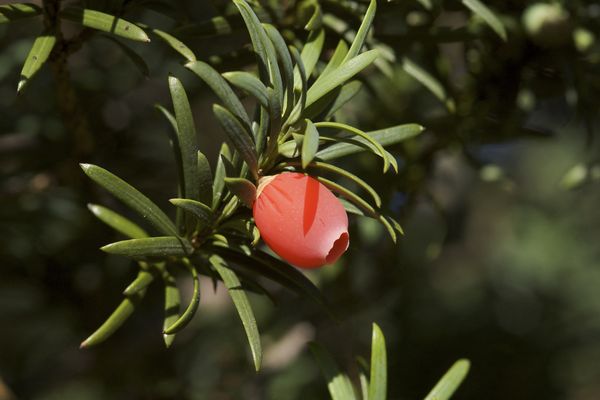 Plan serré du fruit de l'if